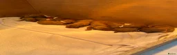 Hungarian Vizsla dogs for sale: !!REDUCED!! Beautiful KC Registered Vizsla Pups - Advert 27