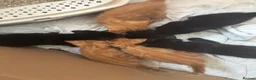 Mixed Breed cats for sale: 5 kittens left  - Advert 7