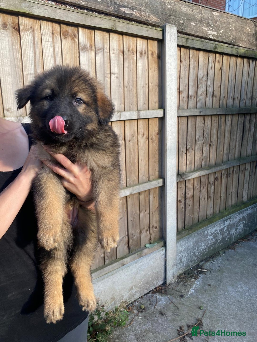 German Shepherd dogs for sale: Gorgeous KC reg Long haired German Shepherd Pups - Image 5