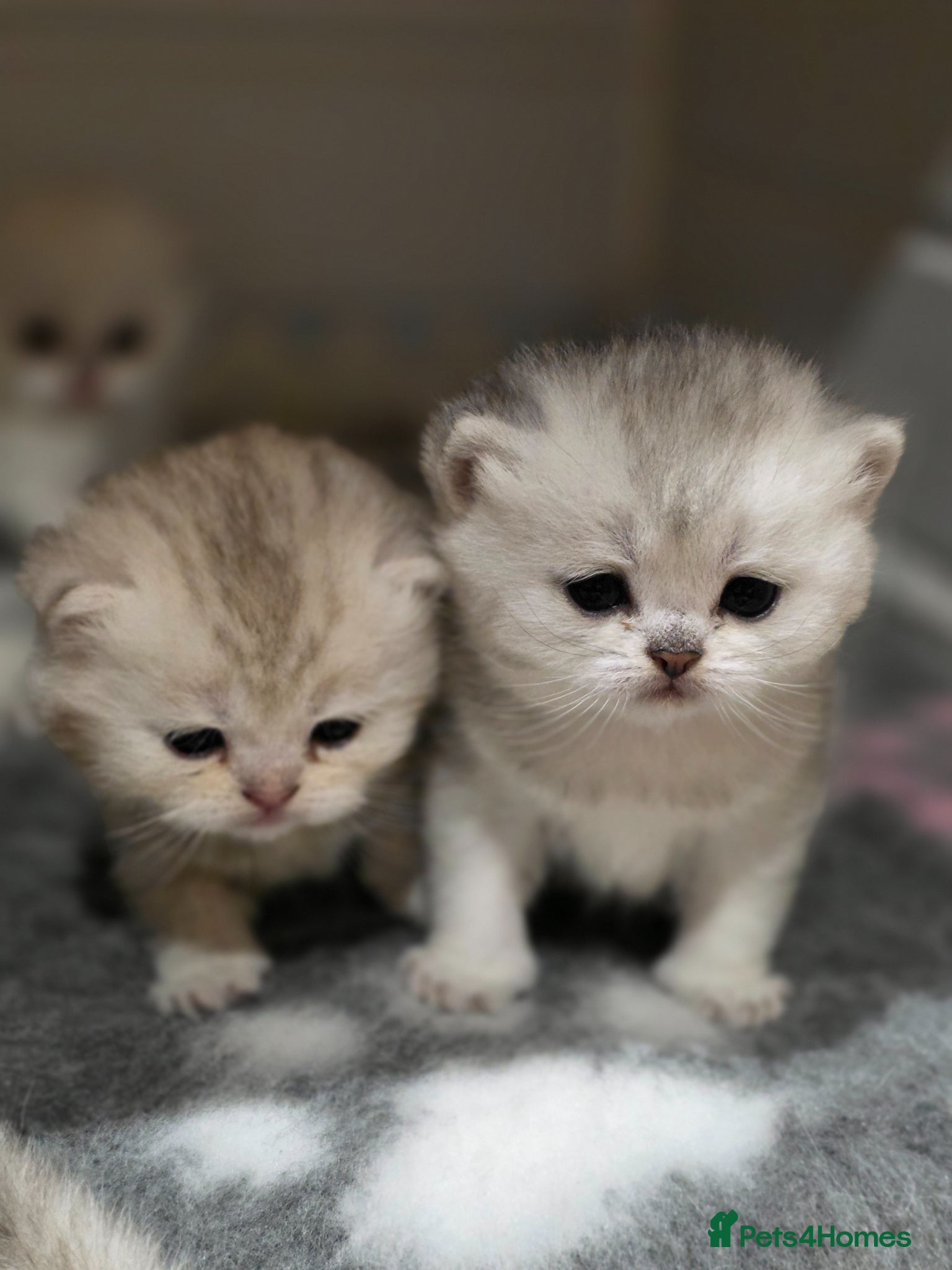 Scottish Fold cats for sale: STUNNING TICA PEDIGREE BABIES - Advert 1