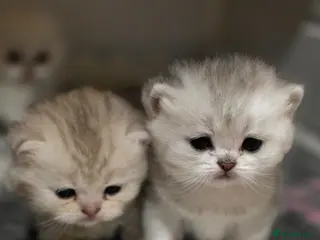 Scottish Fold cats for sale: STUNNING TICA PEDIGREE BABIES - Advert 1