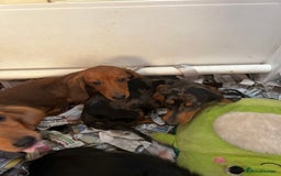 Miniature Dachshund dogs for sale: Stunning Puppies - Advert 8