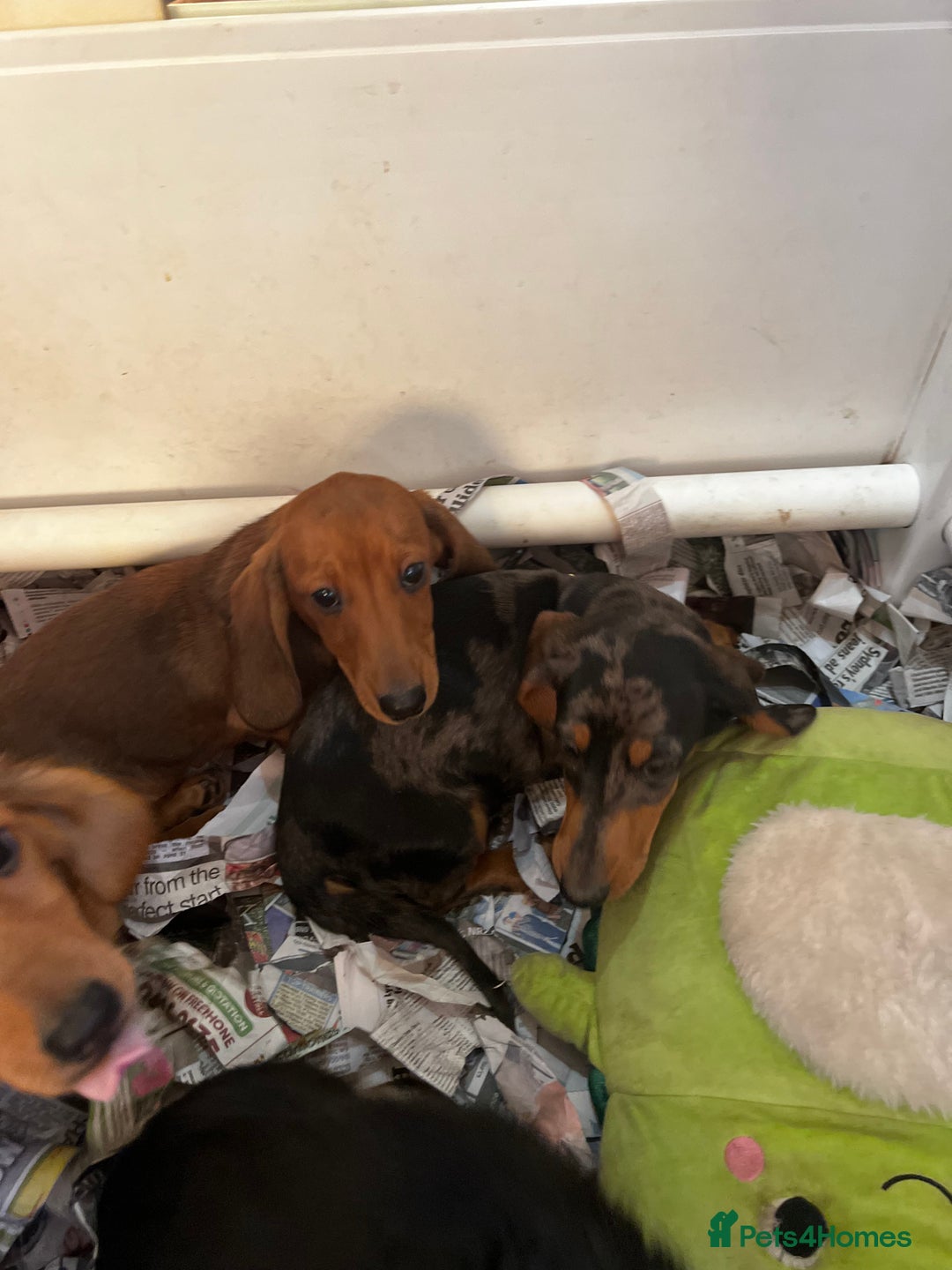 Miniature Dachshund dogs for sale: Stunning Puppies - Advert 8