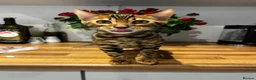 Bengal cats for sale: Stunning Bengal Male Kitten - Very Friendly - Advert 2