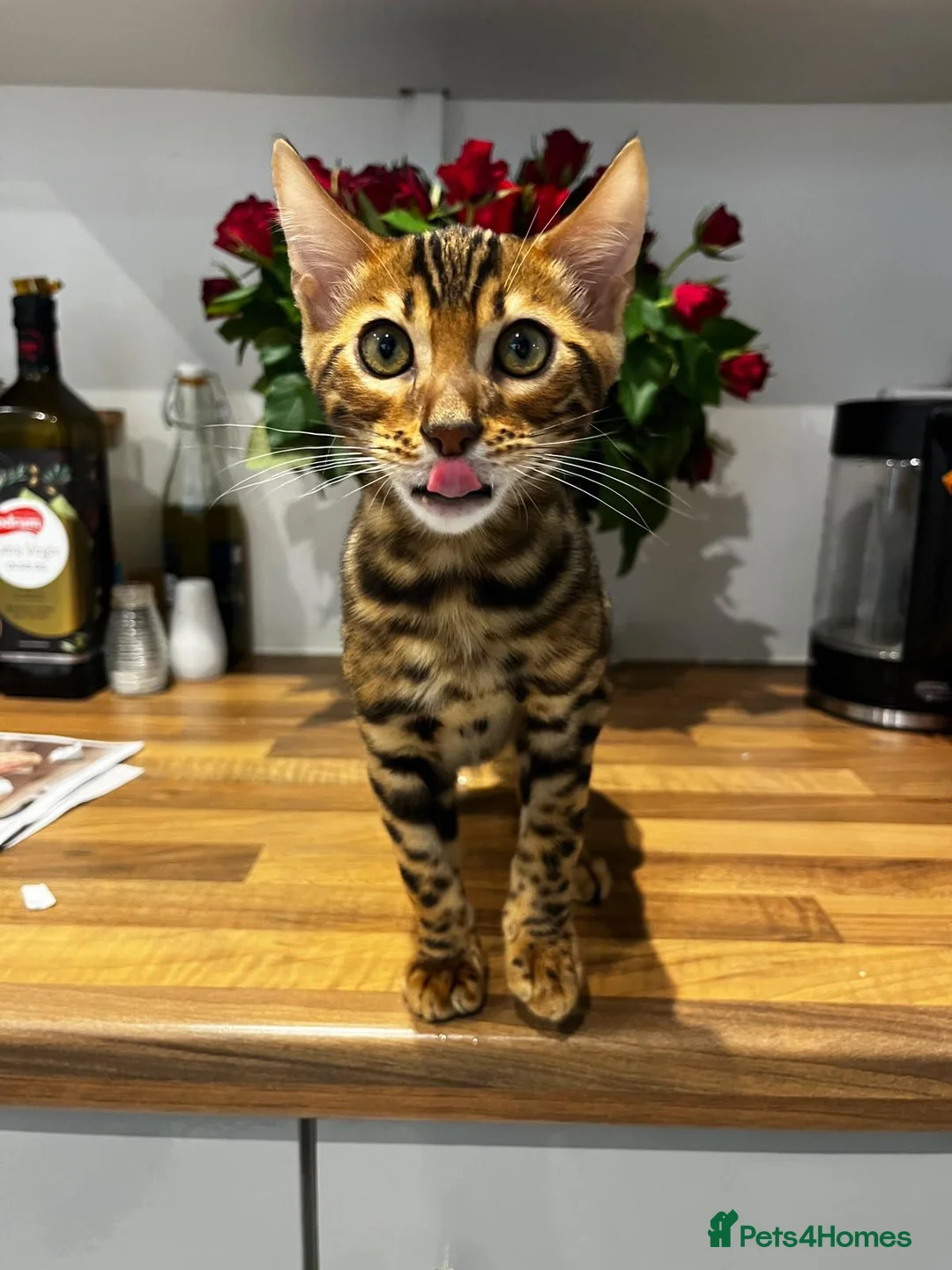 Bengal cats for sale: Stunning Bengal Male Kitten - Very Friendly - Advert 2