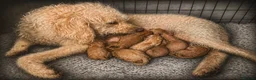 Labradoodle dogs for sale: 🐾 12 Beautiful F1b Labradoodle Puppies 🐾 - Advert 14