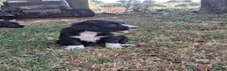 Sprollie dogs for sale: Beautiful litter of puppies  - Advert 5