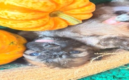 Poochon dogs for sale: READY FOR HER NEW PAW PACK  - Advert 12