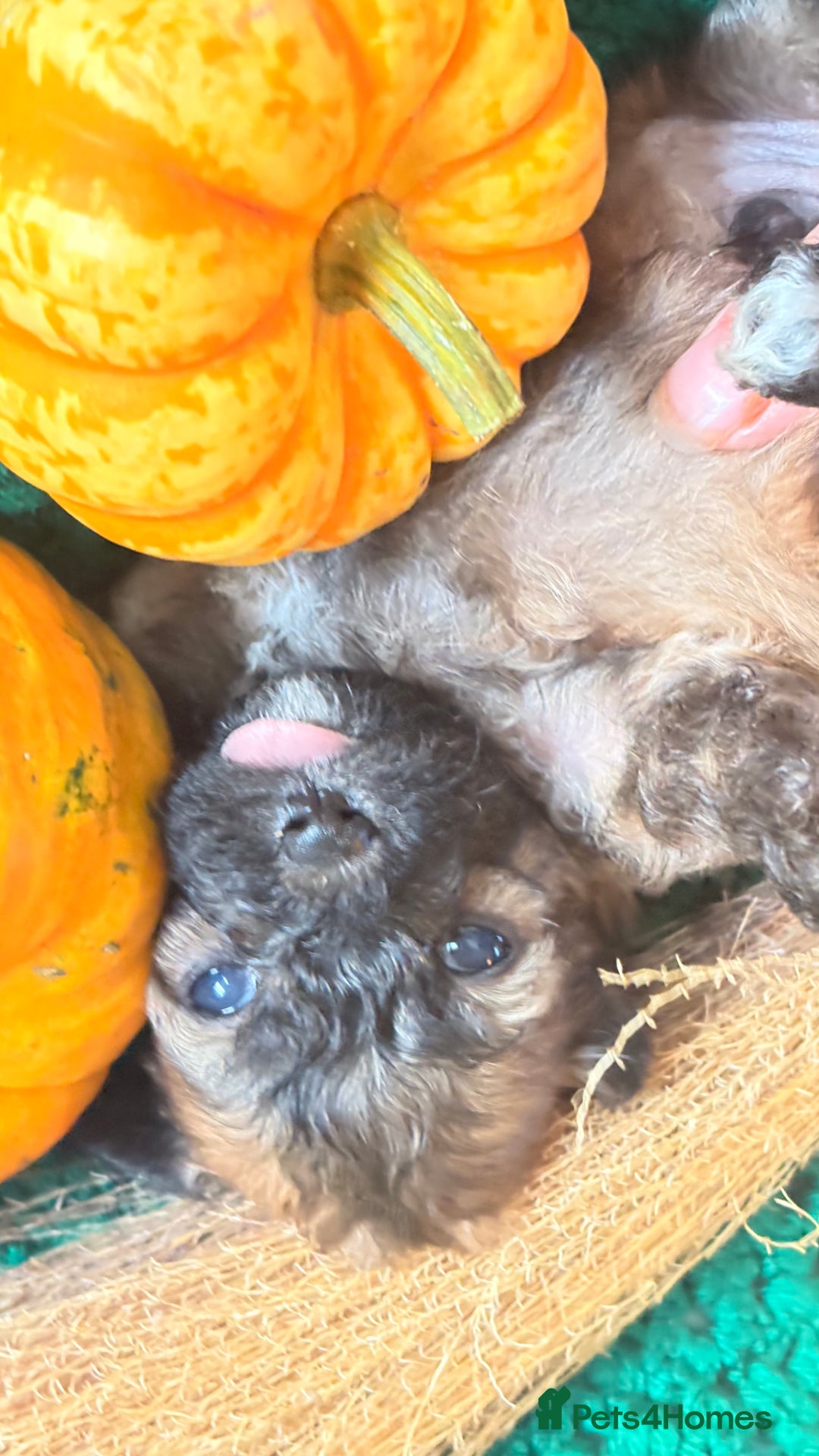 Poochon dogs for sale: READY FOR HER NEW PAW PACK  - Advert 12