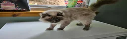 Ragdoll cats for sale: Retired Queen Peach Gccf registered - Advert 2