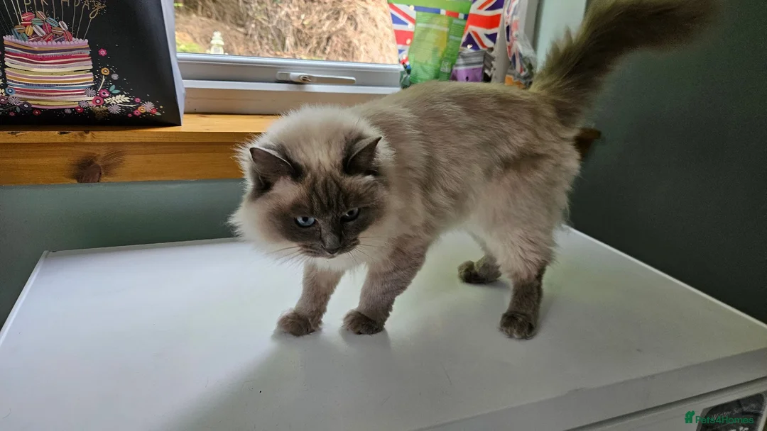 Ragdoll cats for sale: Retired Queen Peach Gccf registered - Advert 2