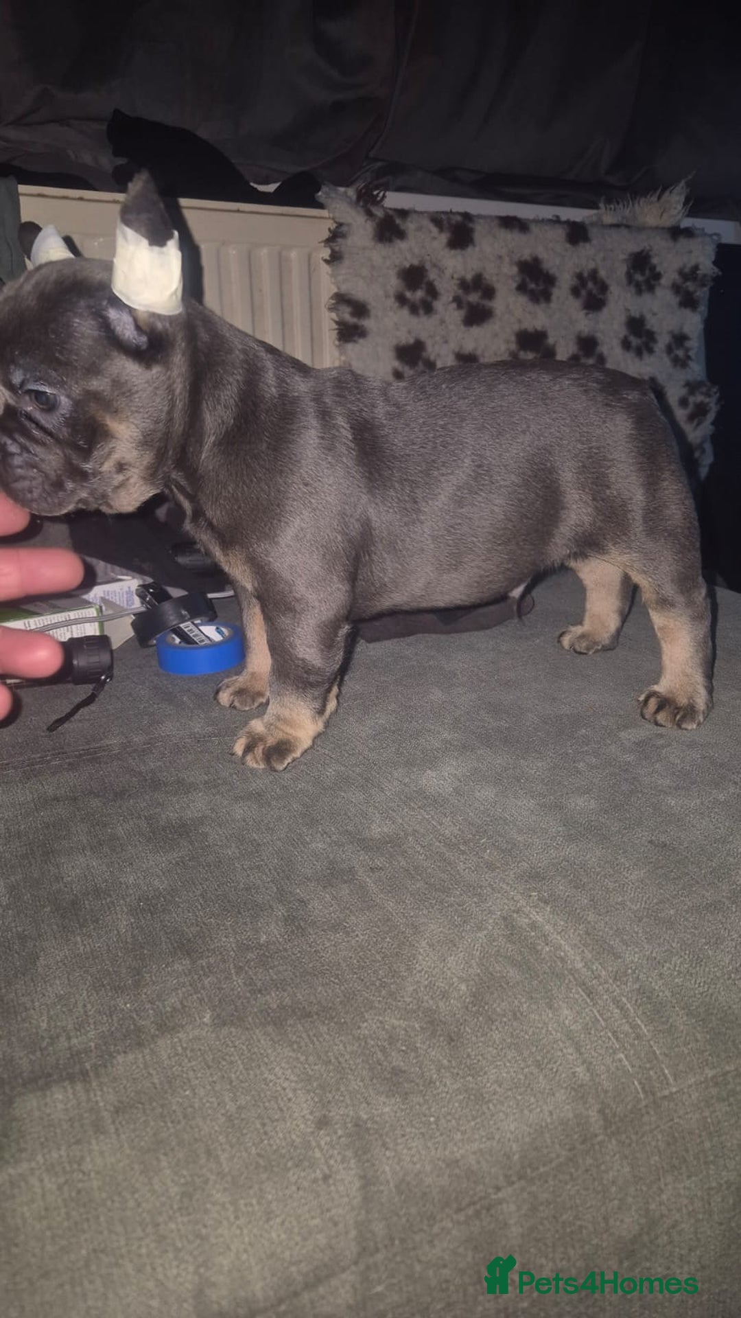 French Bulldog dogs for sale: French Bulldog puppies  - Advert 9