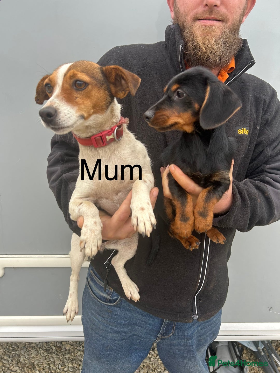 Mixed Breed dogs for sale: Dachshund x jack Russell’s  - Image 7