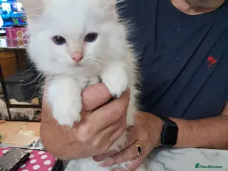 Ragdoll cats REDUCED just 1 amazing little boy GCCF Ragdolls - Advert 18