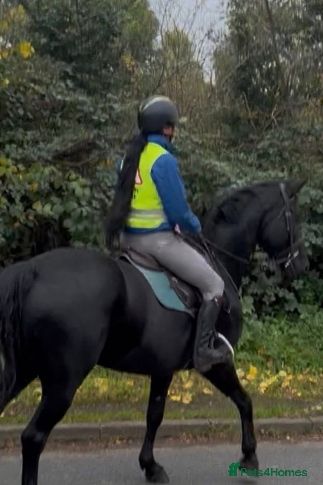 Hanoverian horses for sale: Ride And Drive Black Beauty - Advert 5