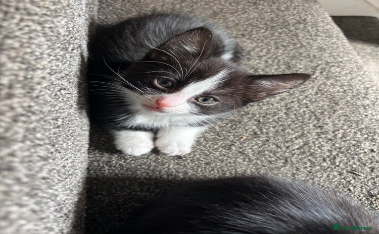 Domestic Shorthair cats - Advert 4