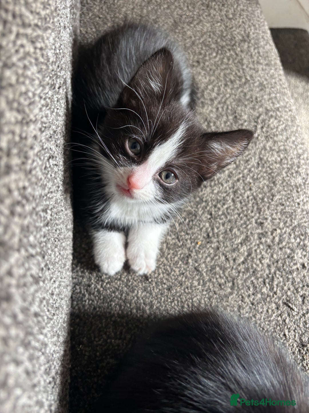 Domestic Shorthair cats for sale: Kittens for adoption  - Image 1