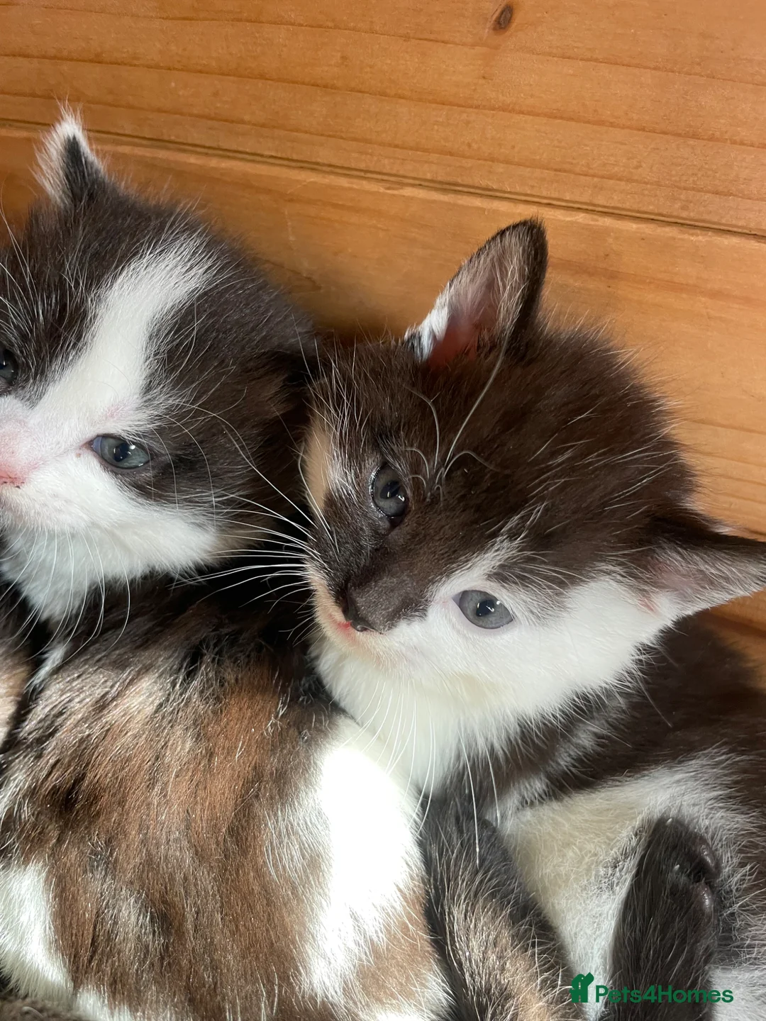 British Shorthair cats for sale: black and white tuxedo kittens ready in 4 weeks in Hove - Advert 8