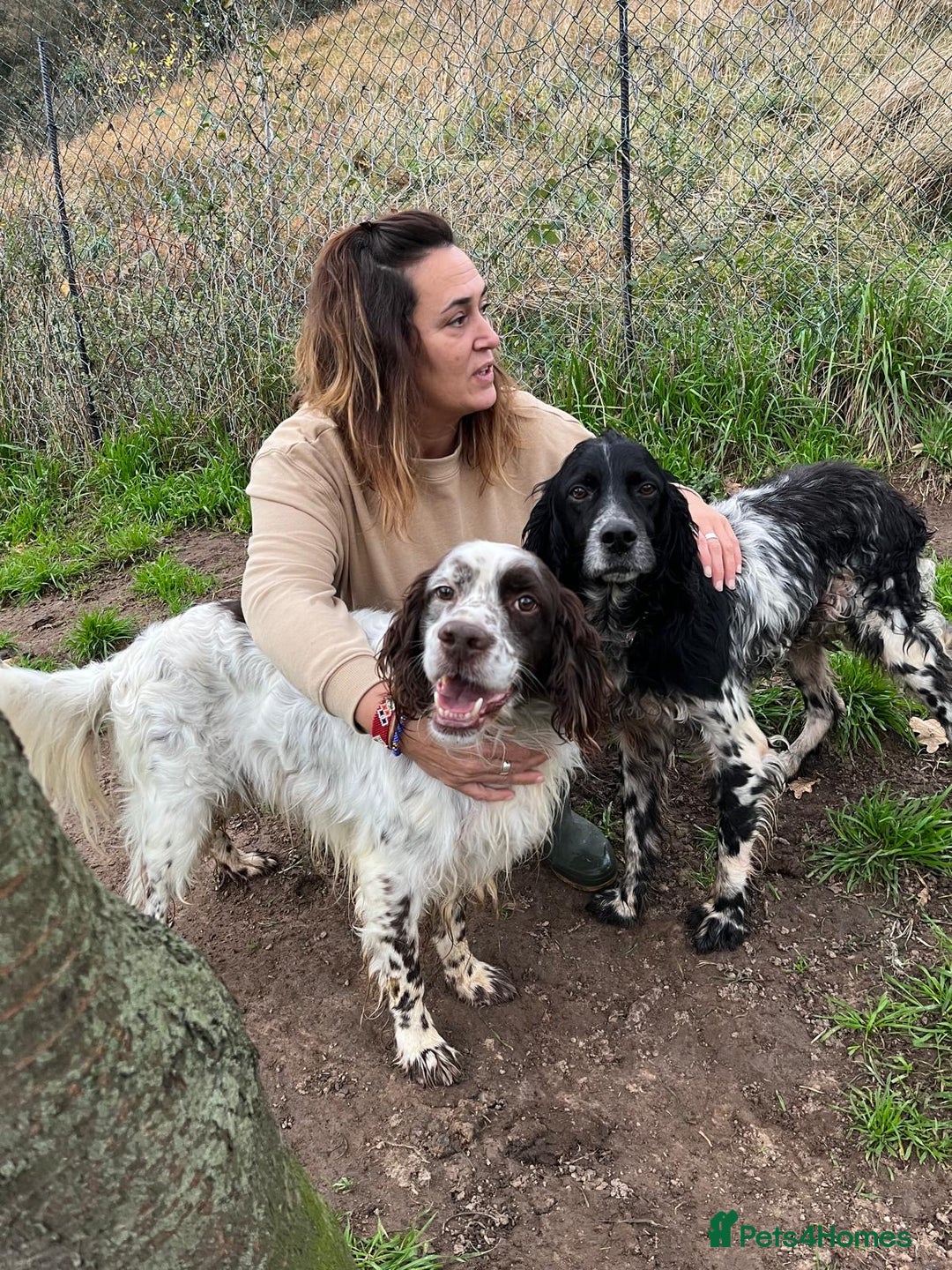 English Setter dogs for adoption: Jara   - Advert 6