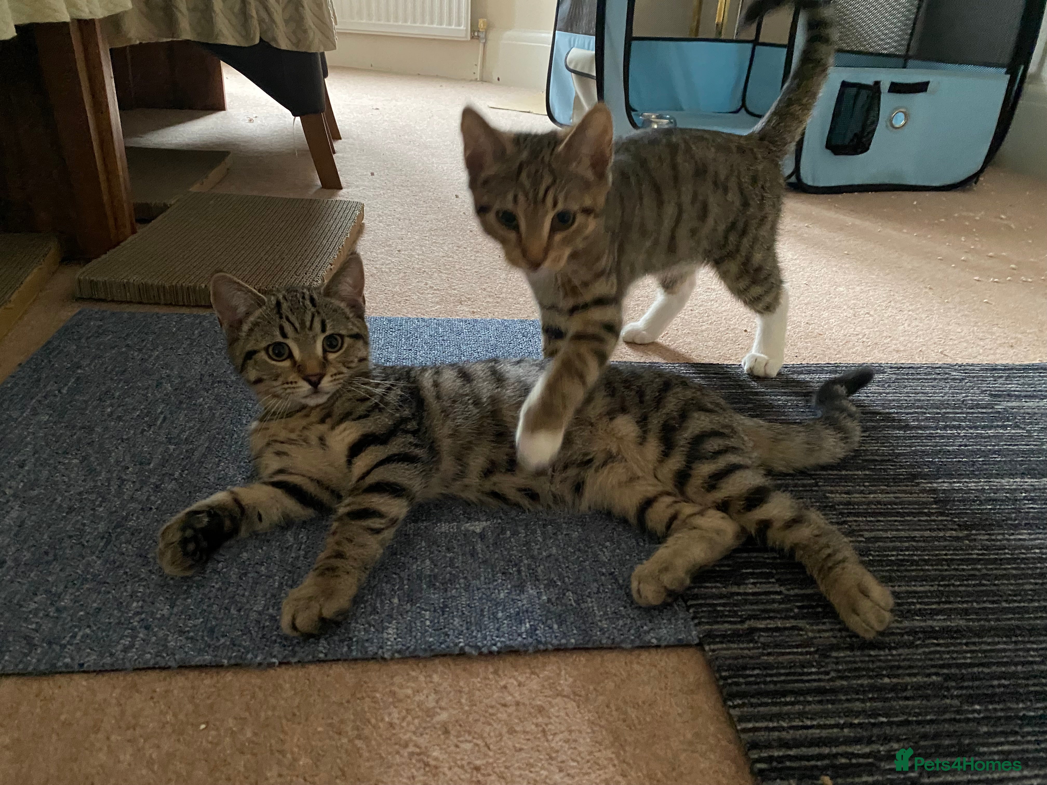 Domestic Shorthair cats Gorgeous tabby’s ready for good home.. - Advert 1