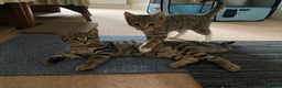 Domestic Shorthair cats for sale: Gorgeous tabby’s ready for good home.. - Advert 1