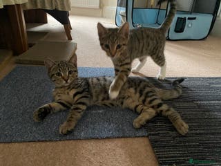 Domestic Shorthair cats Gorgeous tabby’s ready for good home.. - Advert 7