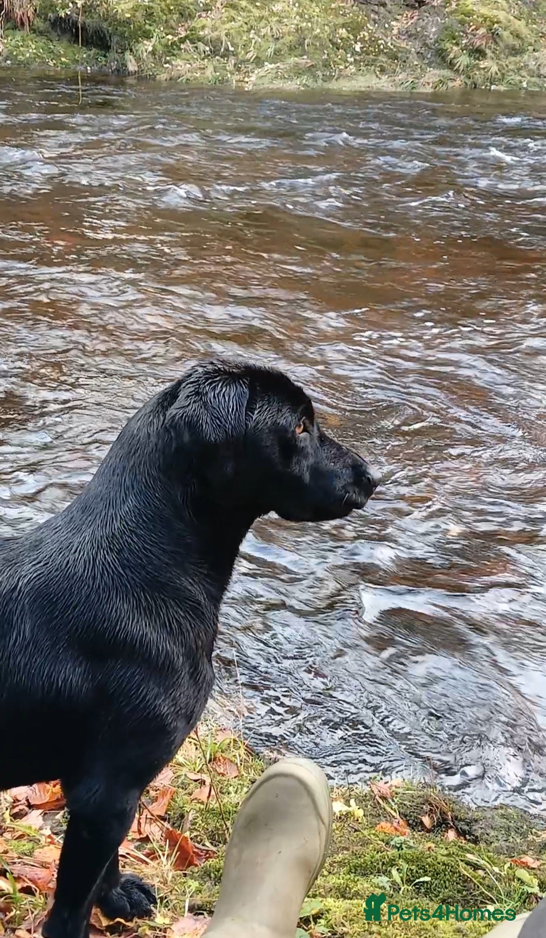 Labrador Retriever dogs Kc reg labrador puppies - Advert 1