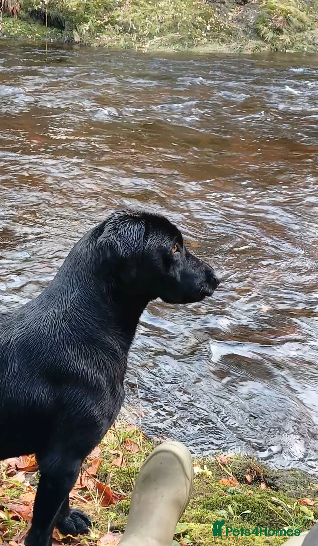 Labrador Retriever dogs for sale: Kc reg labrador puppies in Montrose - Advert 1