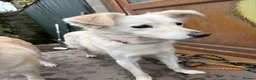 Mixed Breed dogs for adoption: Meet Alex &Delilah, residing in Cheshire  in Nantwich - Advert 8