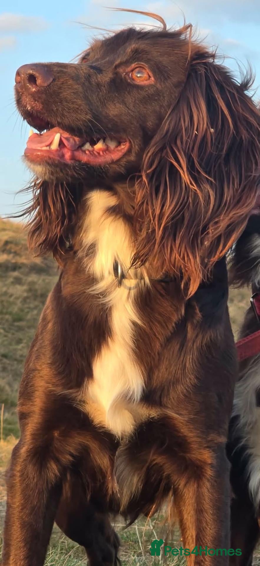 Cocker Spaniel dogs 4 stunning cocker spaniels - Advert 1
