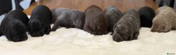 Labrador Retriever dogs for sale: Exceptionally health tested Kc reg Labrador pups - Advert 4