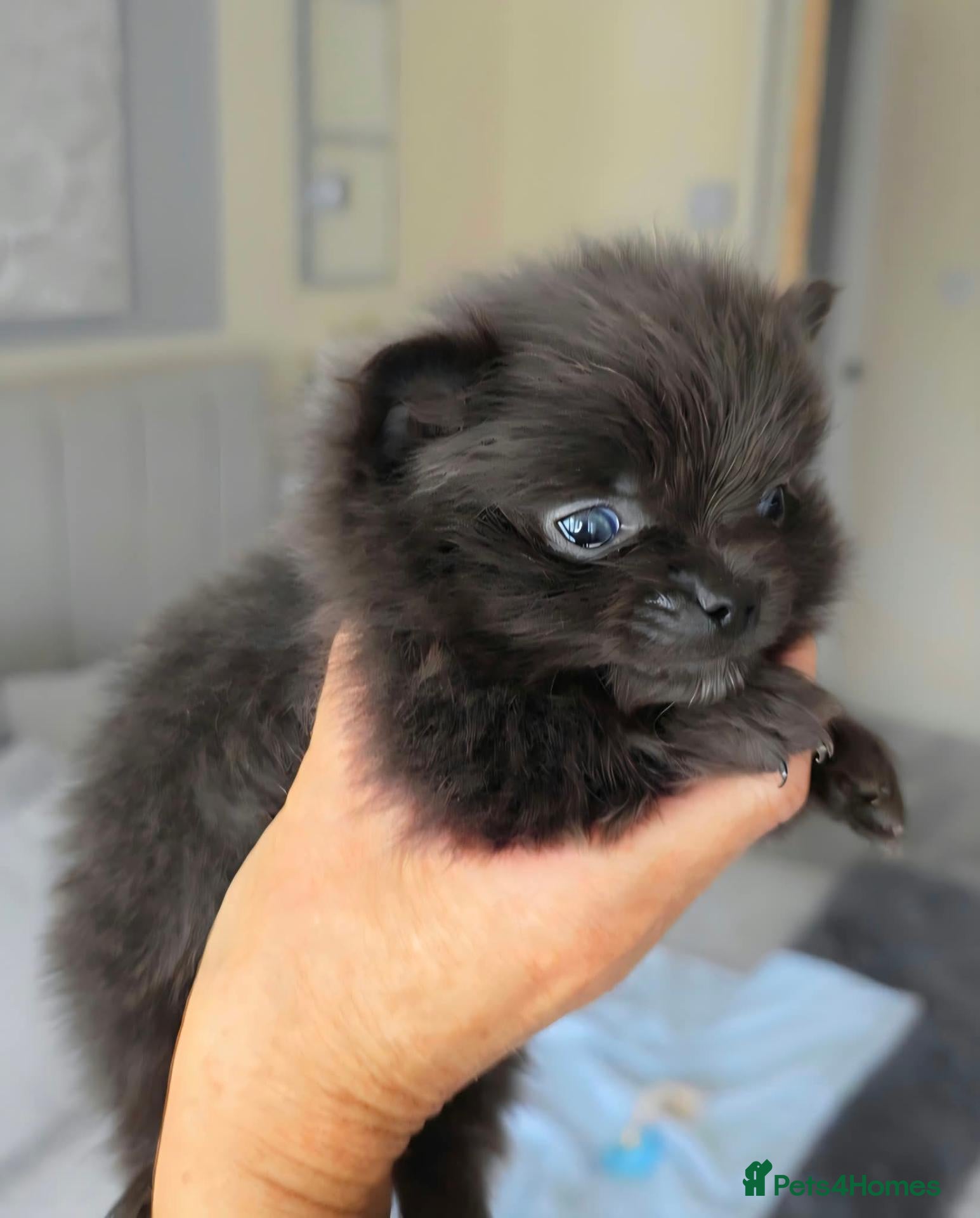 Pomeranian dogs 🐶READY TODAY🐶1 Tiny baby boy left  🐶  - Advert 1