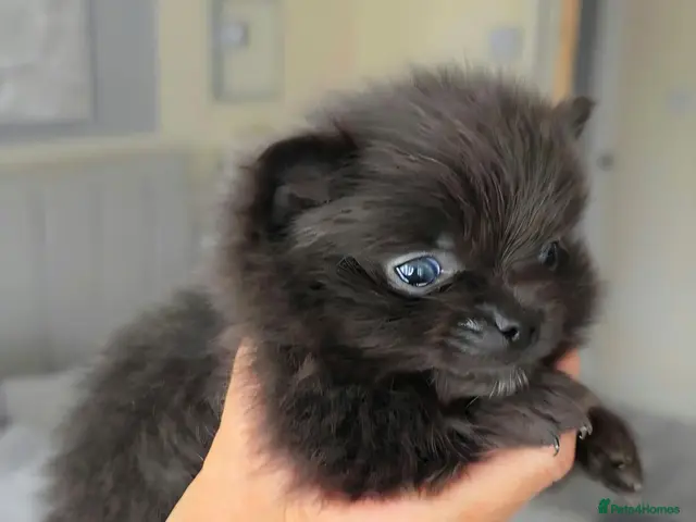 Pomeranian dogs for sale: 🐶READY TODAY🐶1 Tiny baby boy left 🐶 - Advert 1