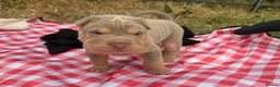 Shar Pei dogs for sale: KC REGISTERED RARE LILAC TAN SHAR-PEI - Advert 24