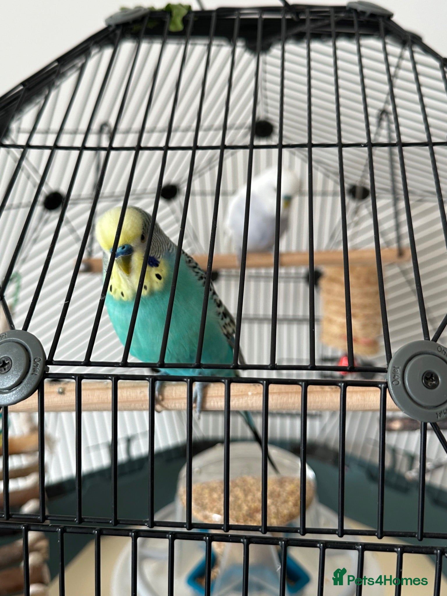 Budgerigars birds Two lovely budgies  - Advert 2