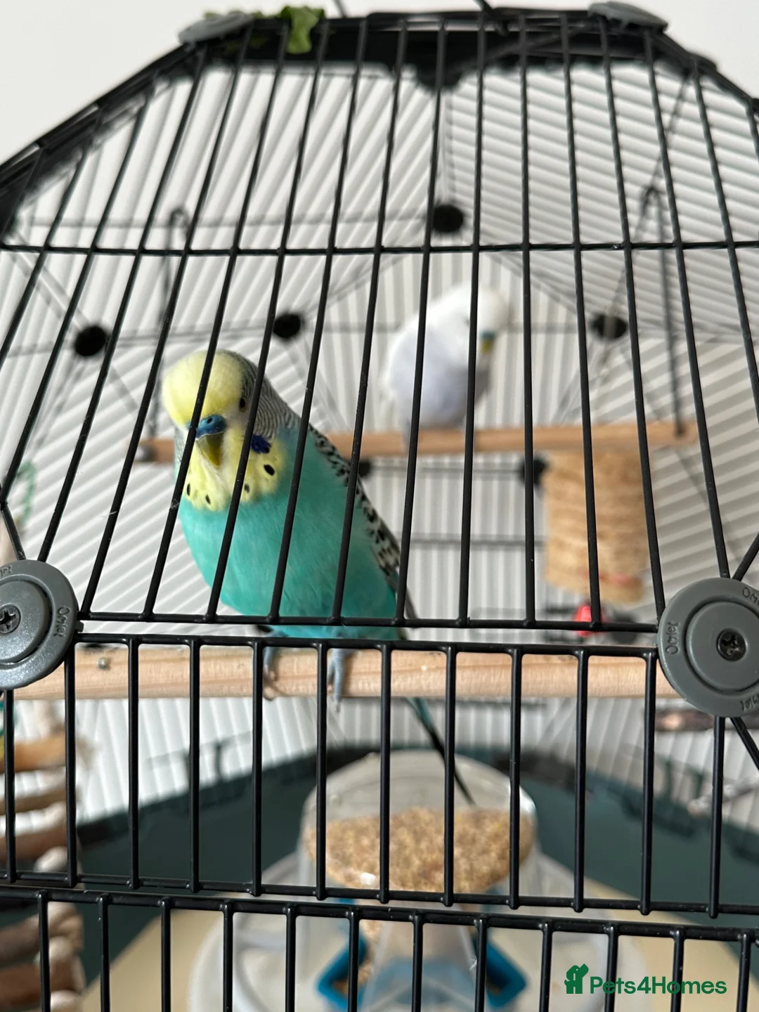 Budgerigars birds for sale: Two lovely budgies  - Advert 1
