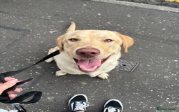 Labrador Retriever dogs for stud: Skippio is ready for stud ♥️ - Image 1