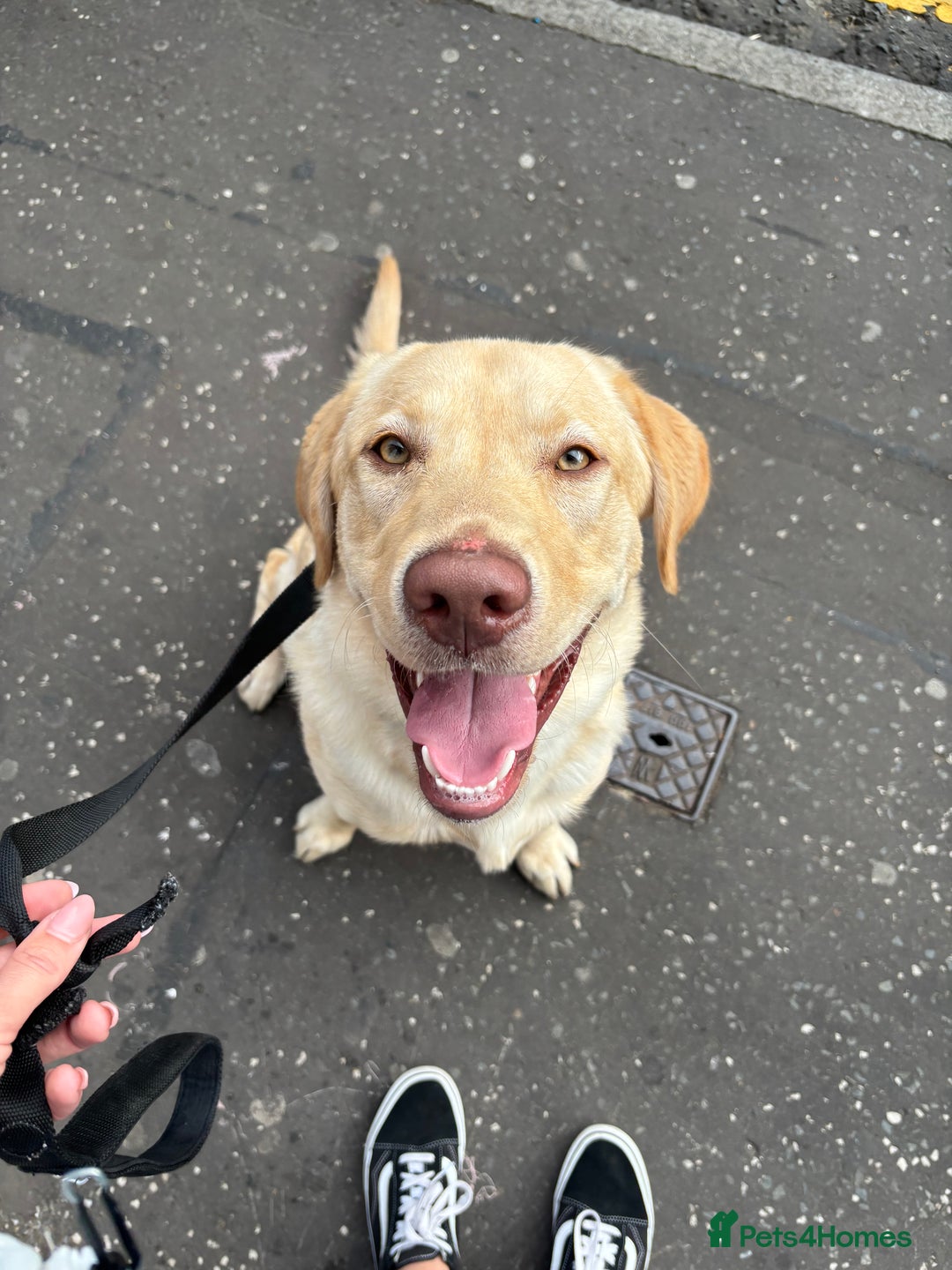 Labrador Retriever dogs for stud: Skippio is ready for stud ♥️ - Image 1
