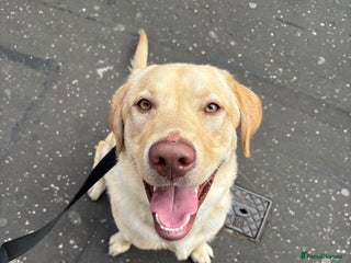 Labrador Retriever dogs - Advert 5