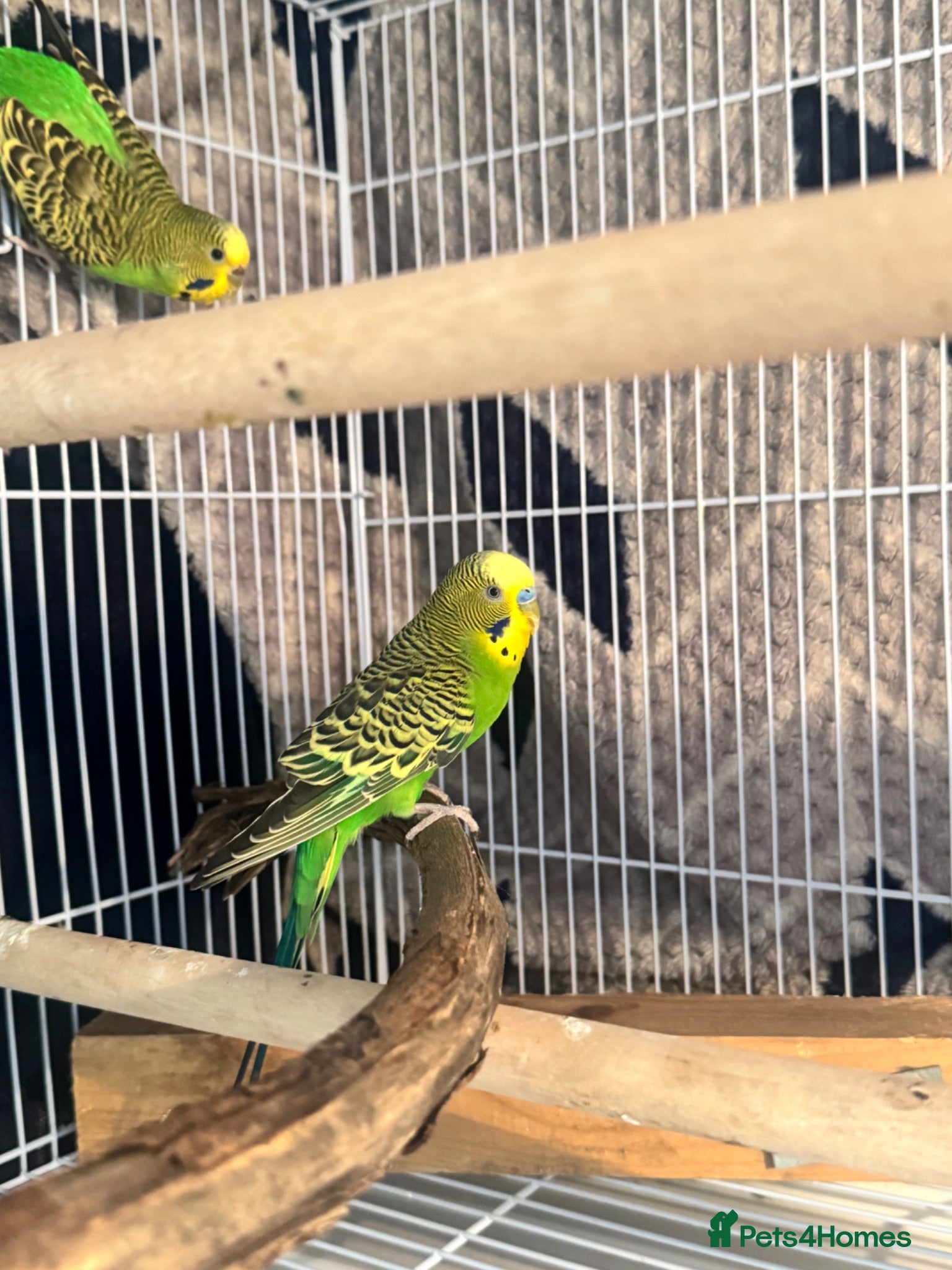 Budgerigars birds Budgies Pair  - Advert 1
