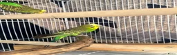 Budgerigars birds for sale: Budgies Pair  in Manchester - Advert 1