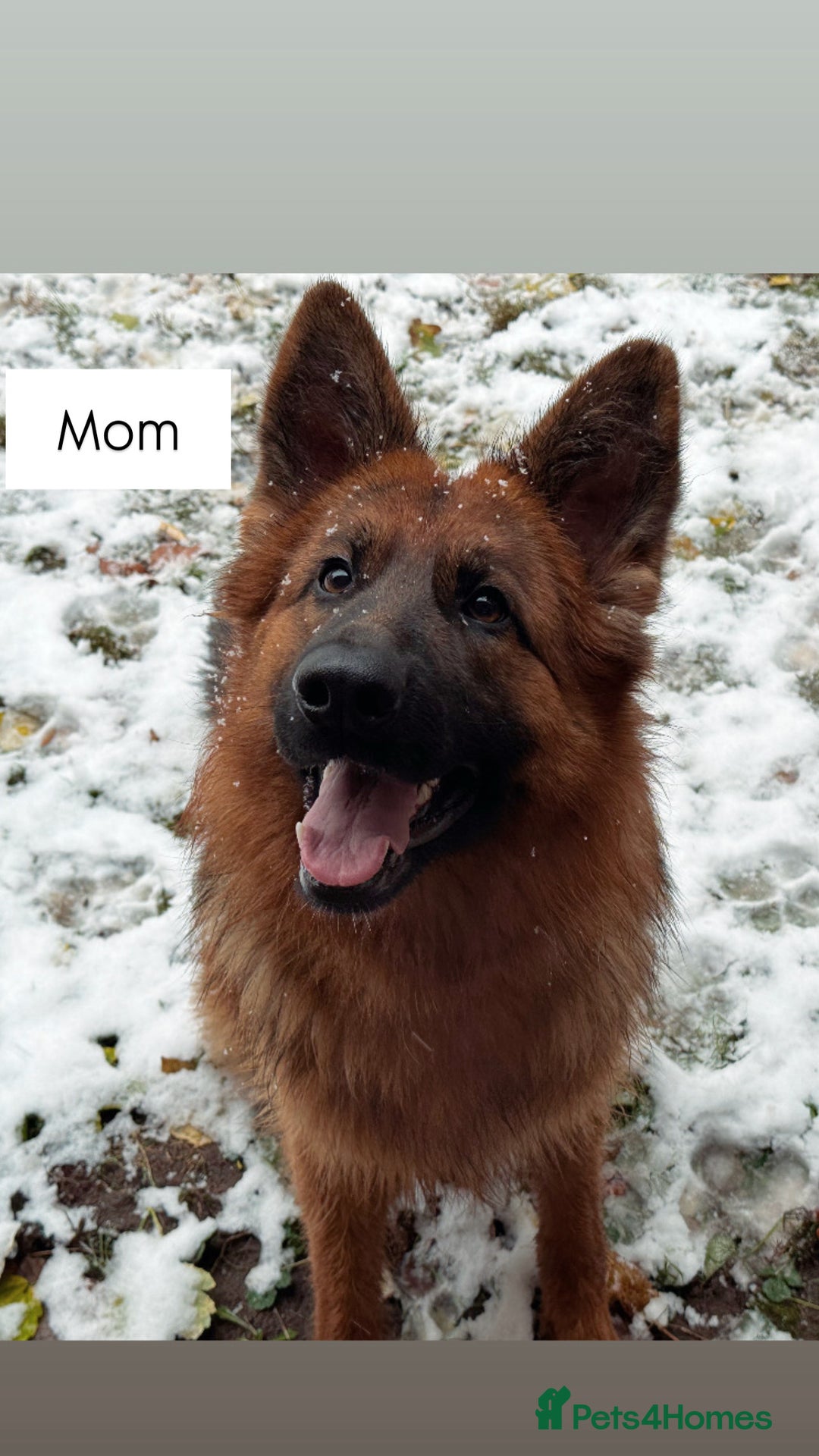 German Shepherd dogs for sale: BIG BONDED, LONG HAIRED GSD PUPPYS  - Image 9