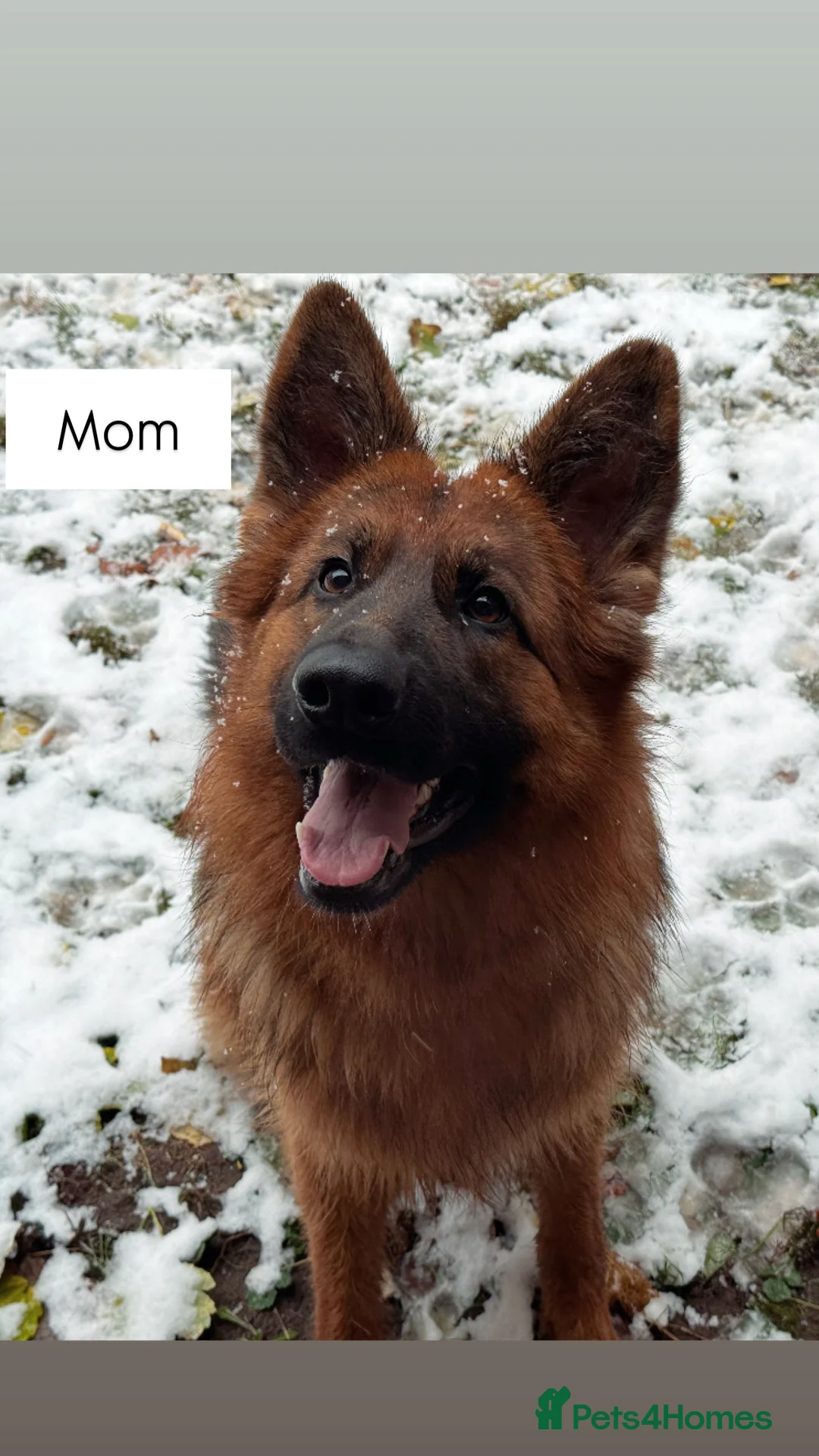 German Shepherd dogs for sale: WAITING LIST 2026 BIG BONDED, LONG HAIRED PUPPYS  - Advert 7