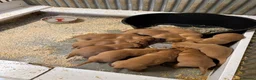 Labrador Retriever dogs for sale: Fox red Labradors  in Sheffield - Advert 6
