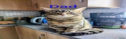 Mixed Breed cats for sale: Gorgeous Tabby Kittens for sale Ready June 17 - Advert 3