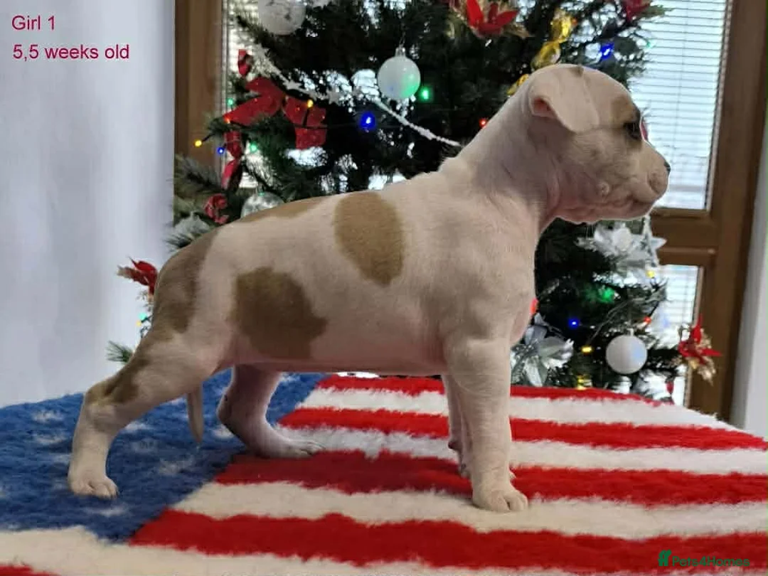 Staffordshire Bull Terrier dogs for sale: ❤️ beautiful Staffordshire puppies 🐶 - Advert 13