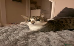 Mixed Breed cats for sale: Kittens for sale  - Image 3