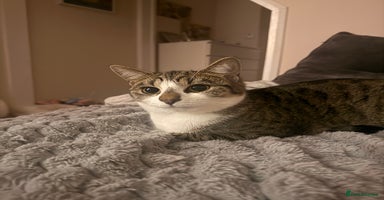 Mixed Breed cats - Advert 16