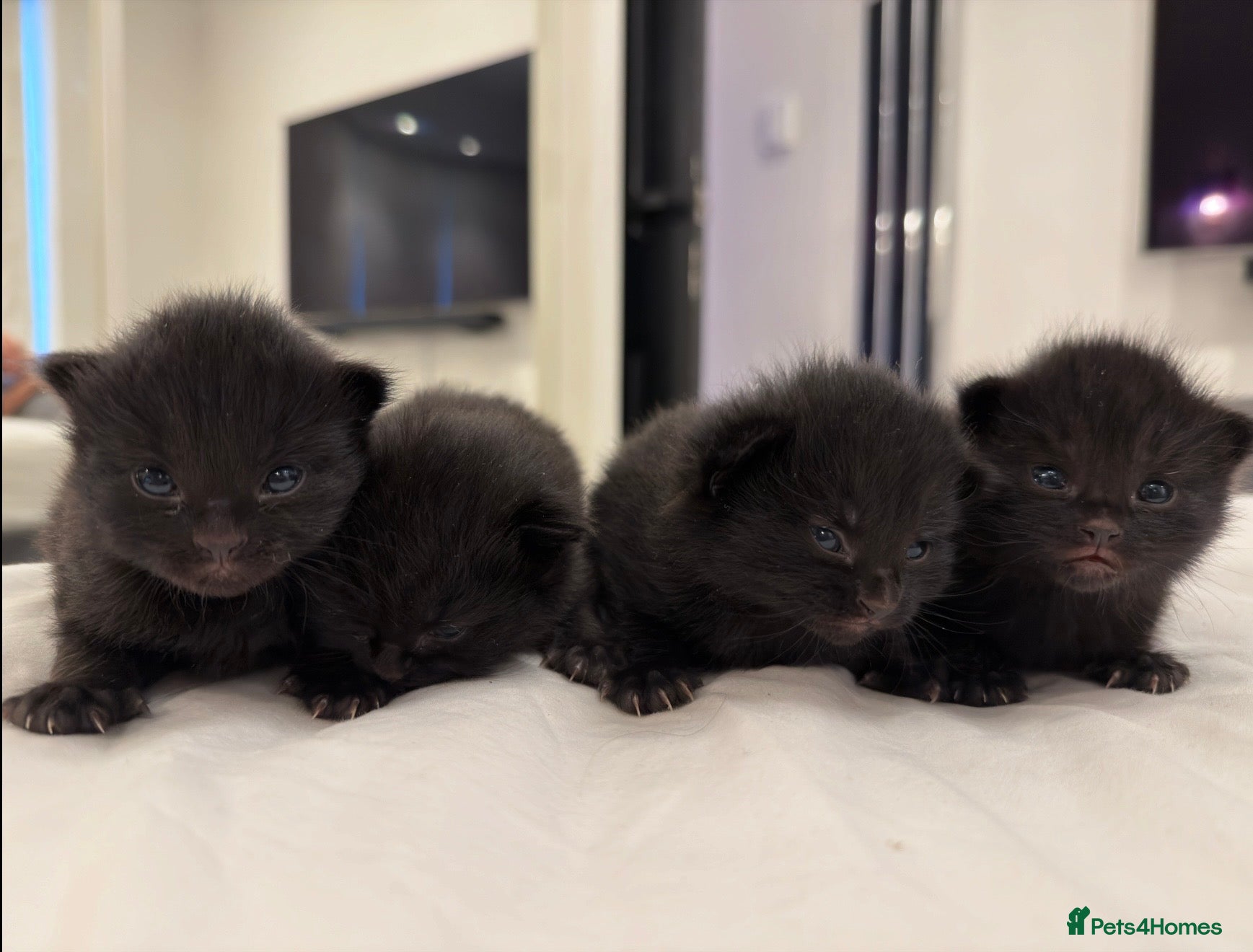 Mixed Breed cats Adorable Black Kittens Ready From 20th June 🖤 - Advert 1