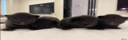 Mixed Breed cats for sale: Adorable Black Kittens Ready From 20th June 🖤 - Advert 2